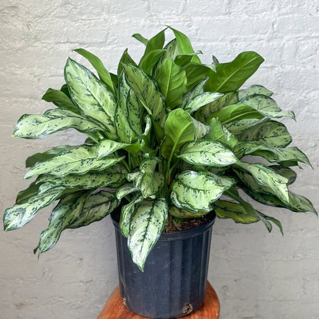 Aglaonema 'Primo' - Primo Chinese Evergreen Floor Plant - Ed's Plant Shop