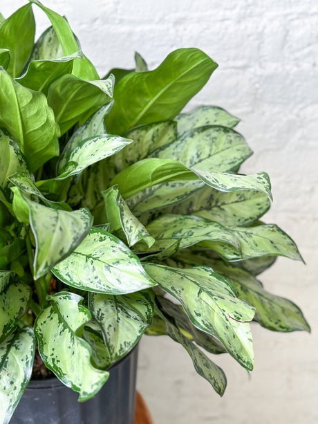 Aglaonema 'Primo' - Primo Chinese Evergreen Floor Plant - Ed's Plant Shop