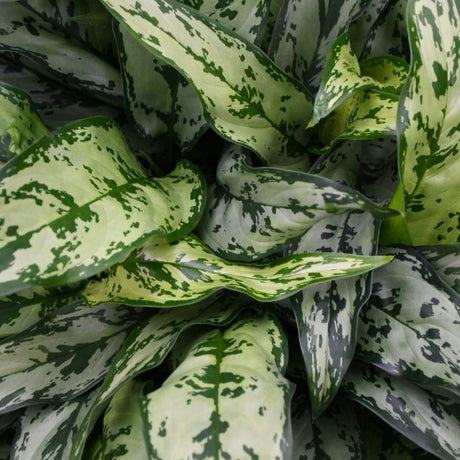 Close-up of aglaonema romeo plant with green and white leaves