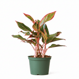 Aglaonema Siam Aurora – Google Feed Product Photo