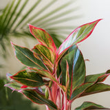 Aglaonema 'Siam Aurora Red' Chinese Evergreen - 8" Nursery Pot - Ed's Plant Shop