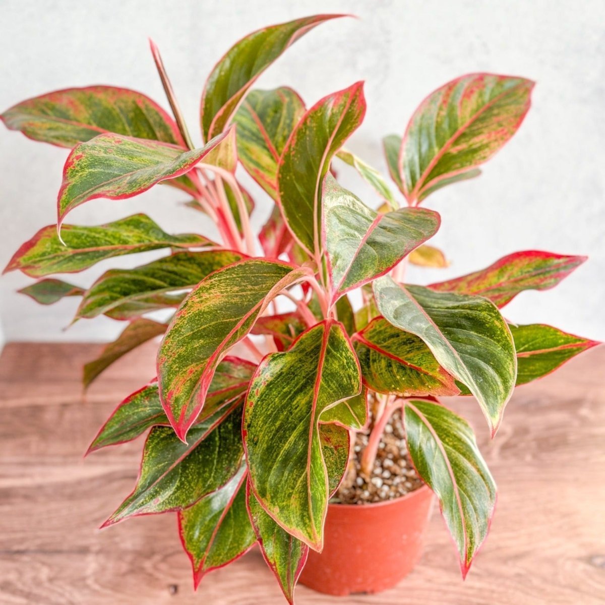 Aglaonema 'Siam Aurora Red' Chinese Evergreen - 8" Nursery Pot - Ed's Plant Shop