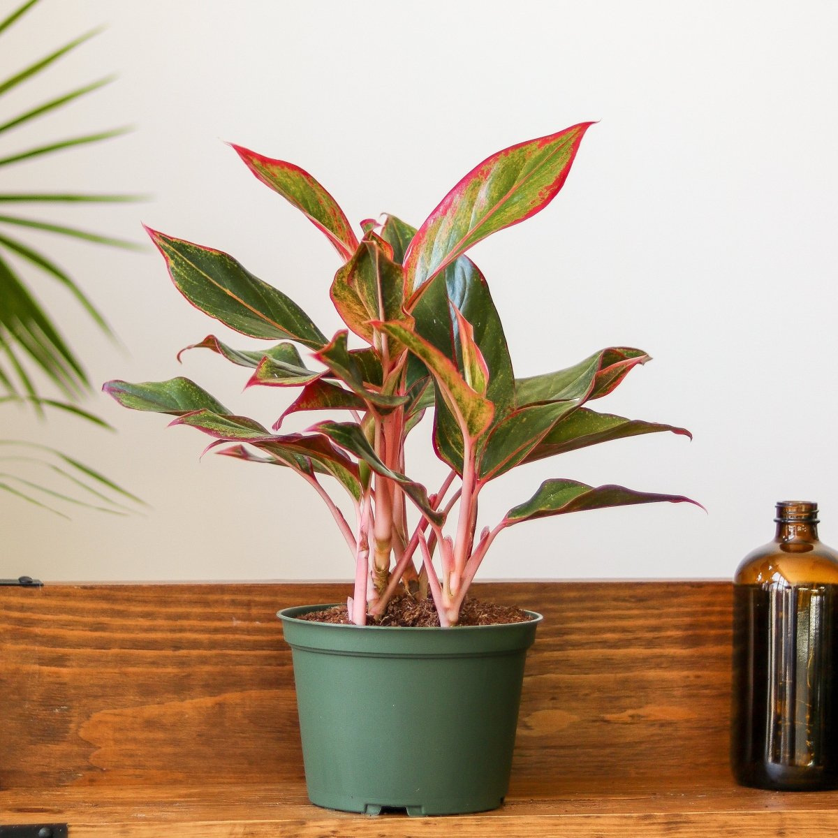 Aglaonema 'Siam Aurora Red' Chinese Evergreen - 8" Nursery Pot - Ed's Plant Shop