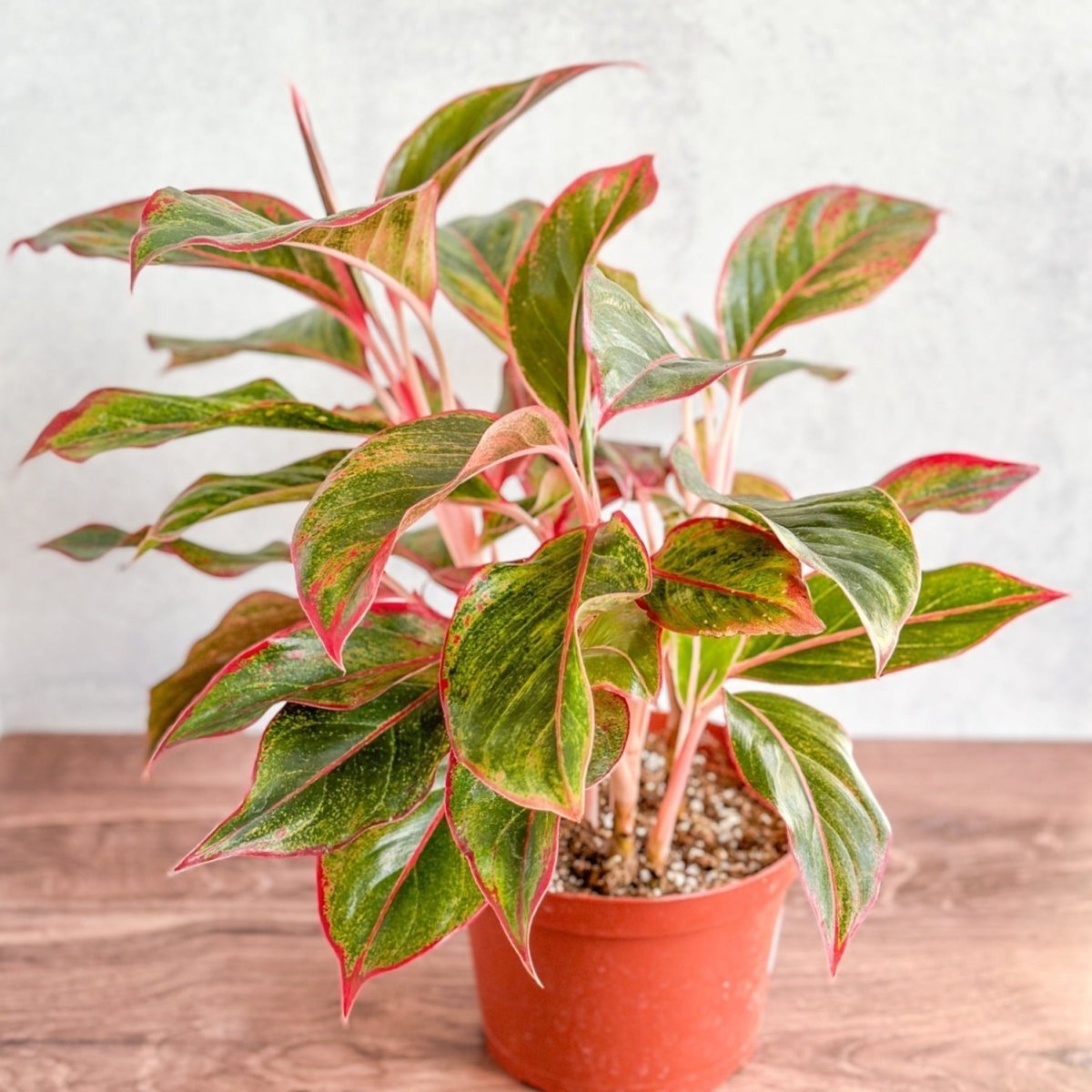 Aglaonema 'Siam Aurora' | Red Chinese Evergreen (8″ Pot) – Ed's
