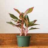 Aglaonema Siam Aurora plant with red and green variegated leaves in green nursery pot on wooden surface.