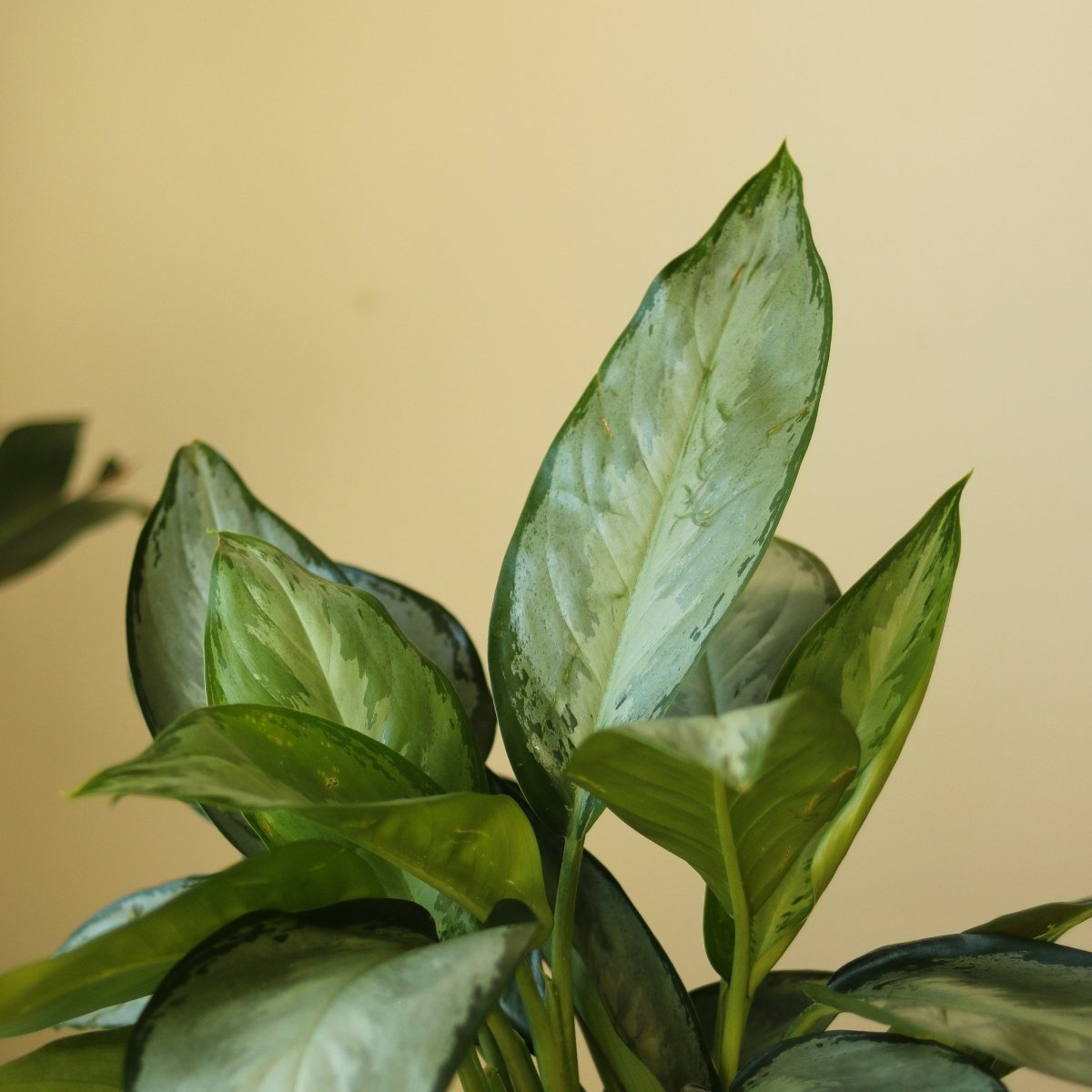 Aglaonema 'Silverado' - Ed's Plant Shop