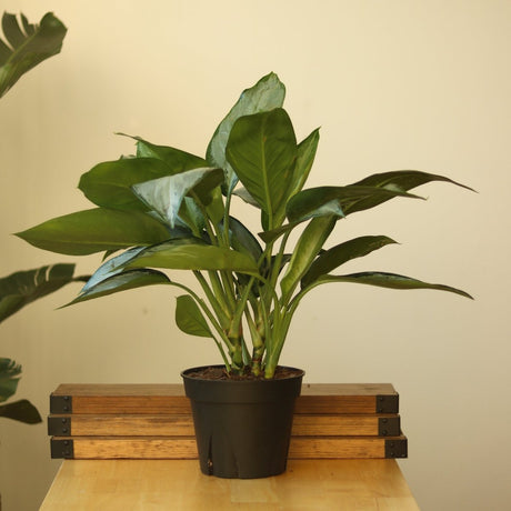 Aglaonema 'Silverado' - Chinese Evergreen - Various Sizes - Ed's Plant Shop