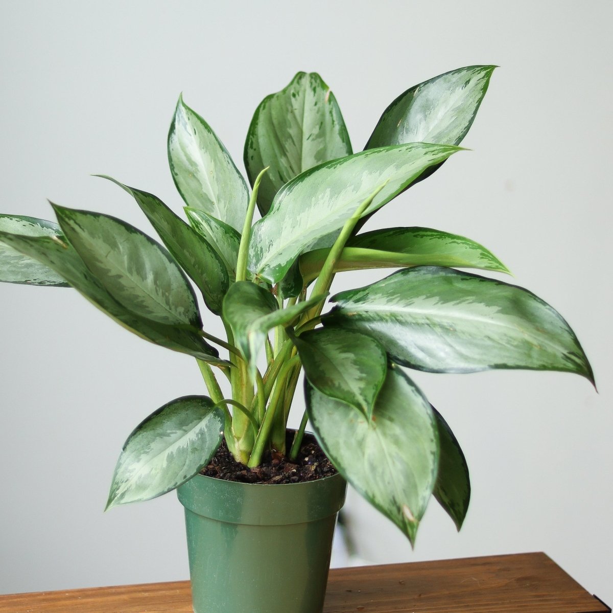 Aglaonema 'Silverado' - Chinese Evergreen - Various Sizes - Ed's Plant Shop