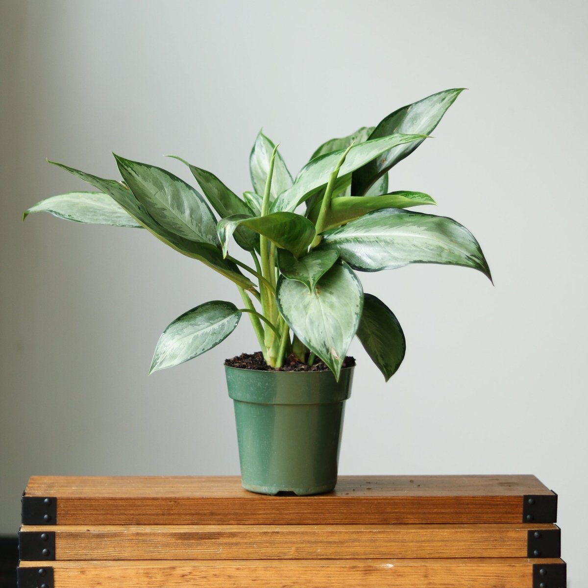 Aglaonema 'Silverado' - Chinese Evergreen - Various Sizes - Ed's Plant Shop