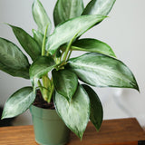 Aglaonema 'Silverado' - Chinese Evergreen - Various Sizes - Ed's Plant Shop