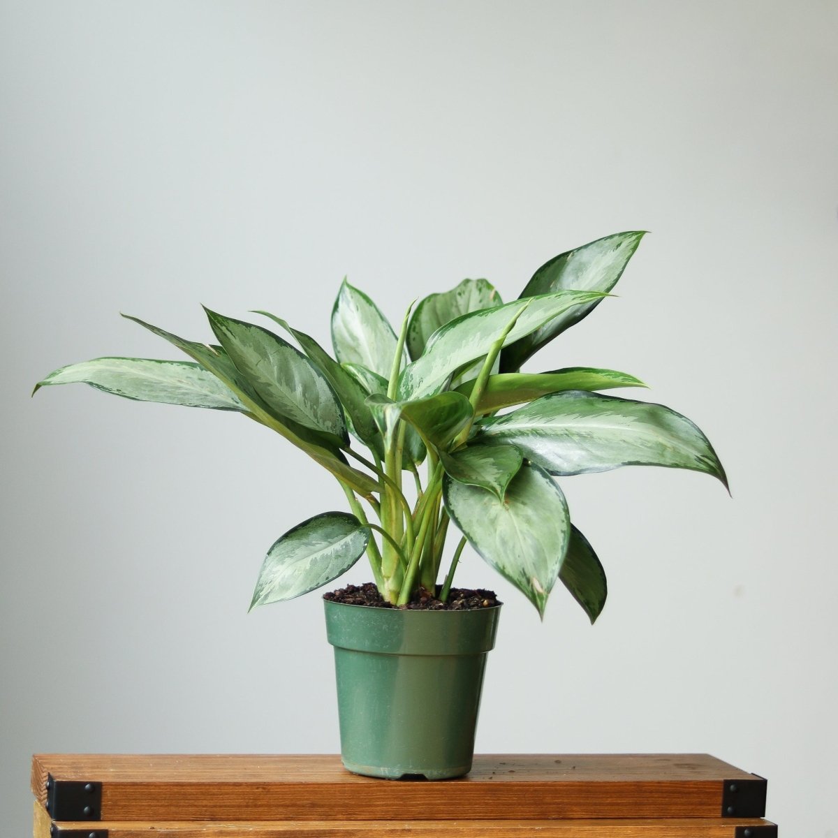 Aglaonema 'Silverado' - Chinese Evergreen - Various Sizes - Ed's Plant Shop