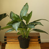 Aglaonema 'Silverado' - Chinese Evergreen - Various Sizes - Ed's Plant Shop