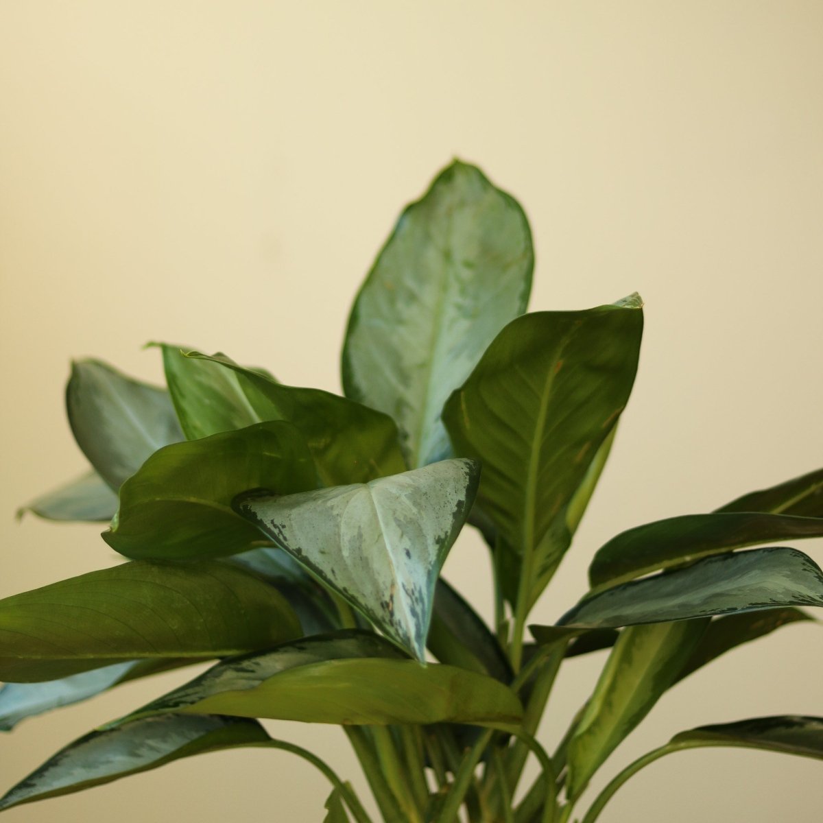 Aglaonema 'Silverado' - Chinese Evergreen - Various Sizes - Ed's Plant Shop