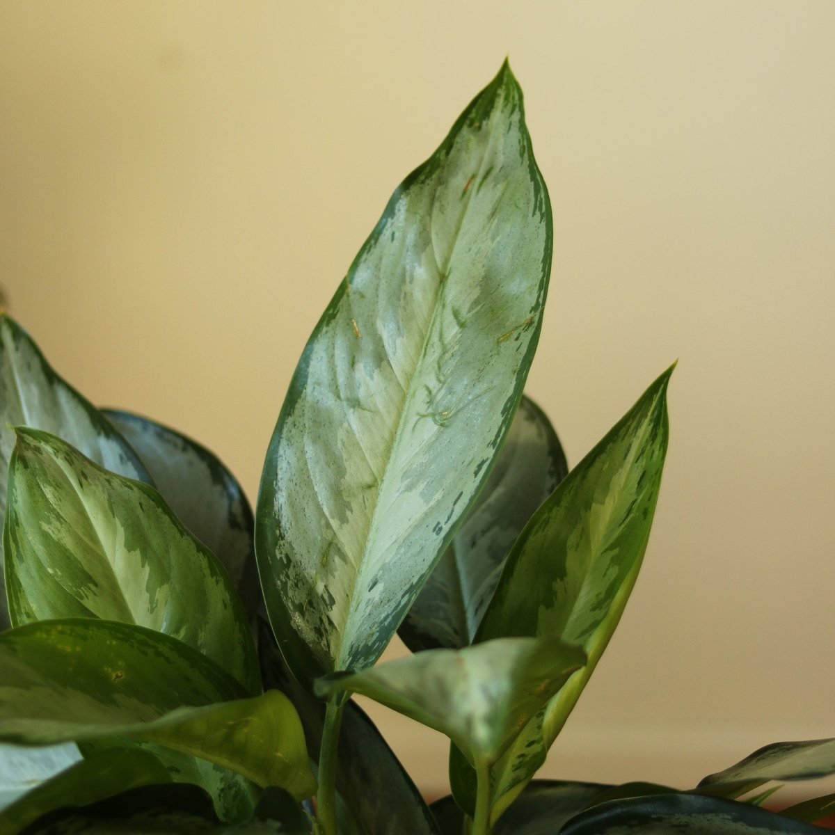 Aglaonema 'Silverado' - Chinese Evergreen - Various Sizes - Ed's Plant Shop