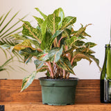 garner aglaonema Sparkling Sarah Chinese Evergreen Plant - Aglaonema