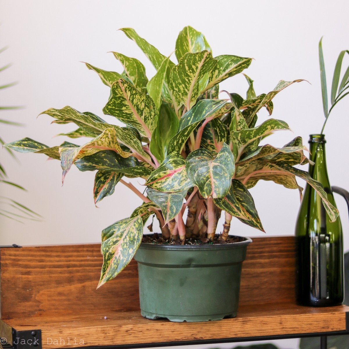 colored aglaonema plant Sparkling Sarah Chinese Evergreen Plant - Aglaonema