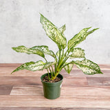 aglaonema snow cap Aglaonema 'Spring Snow' 8"