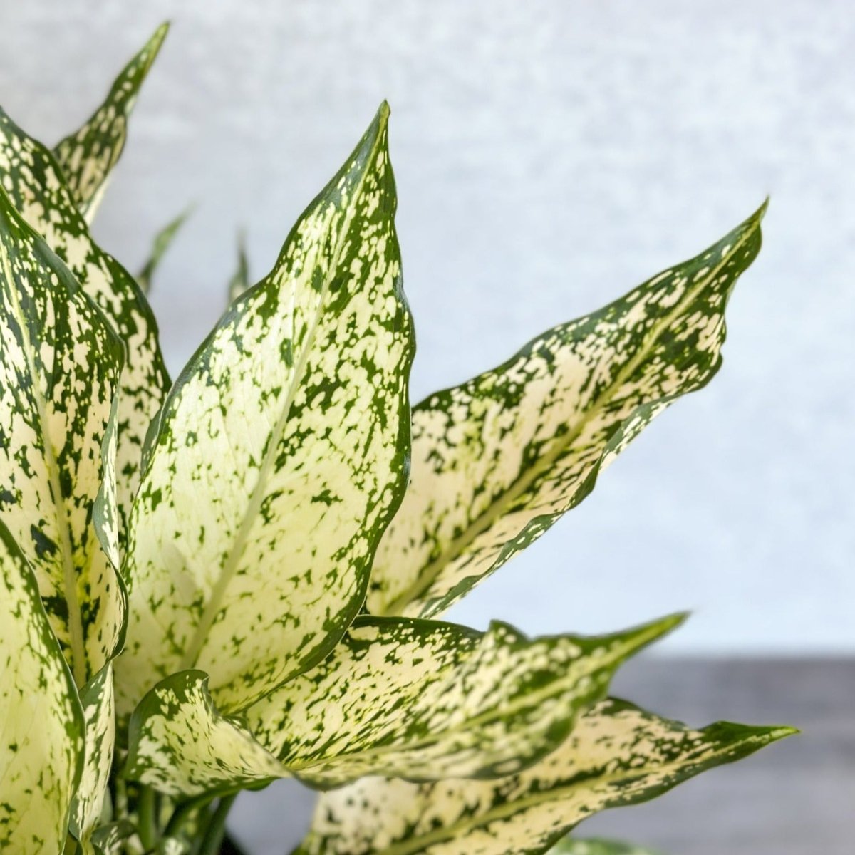 Aglaonema 'Spring Snow' Chinese Evergreen - Various Sizes - Ed's Plant Shop