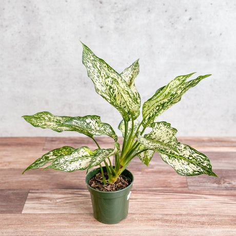 Aglaonema 'Spring Snow' Chinese Evergreen - Various Sizes - Ed's Plant Shop