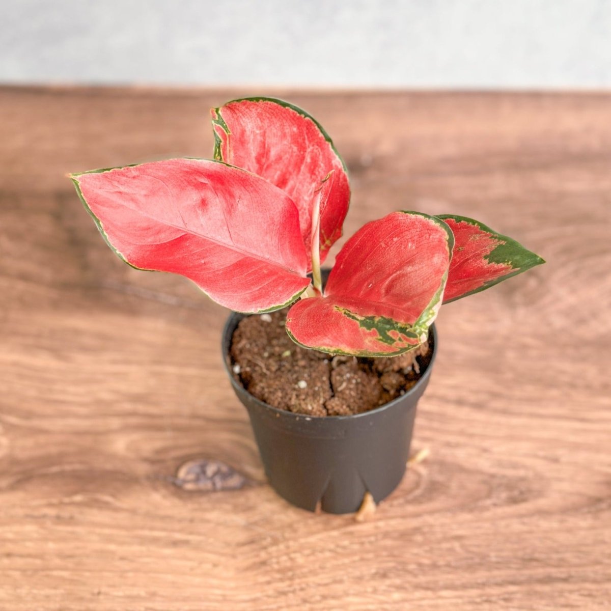 aglaonema merah Aglaonema Suksom Jaipong Hybrid Chinese Evergreen