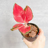 suksom aglaonema Aglaonema Suksom Jaipong Hybrid Chinese Evergreen
