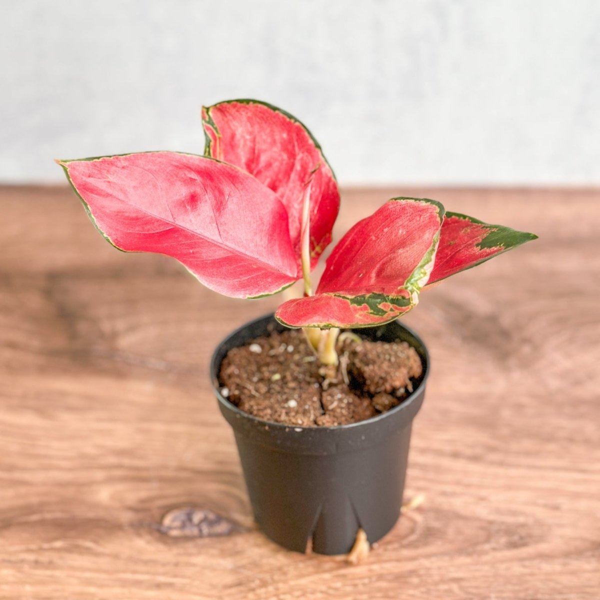 Aglaonema Suksom Jaipong Hybrid Chinese Evergreen - 4 Inch - Ed's Plant Shop