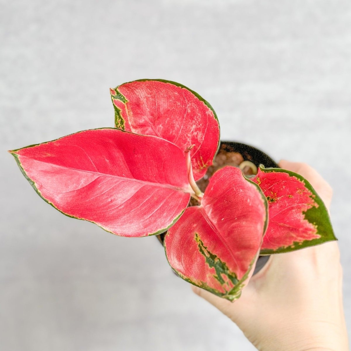 Aglaonema Suksom Jaipong Hybrid Chinese Evergreen - 4 Inch - Ed's Plant Shop