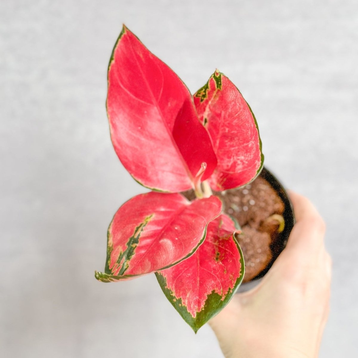 Aglaonema Suksom Jaipong Hybrid Chinese Evergreen - 4 Inch - Ed's Plant Shop