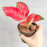 Aglaonema Suksom Jaipong Hybrid Chinese Evergreen - 4 Inch - Ed's Plant Shop