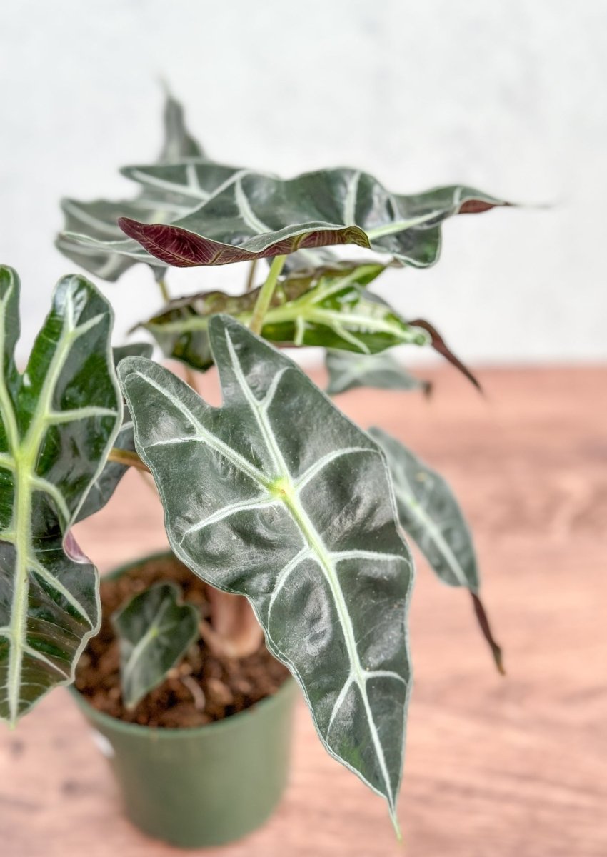 Alocasia Amazonica 'African Mask Plant' Polly - Various Sizes - Ed's Plant Shop