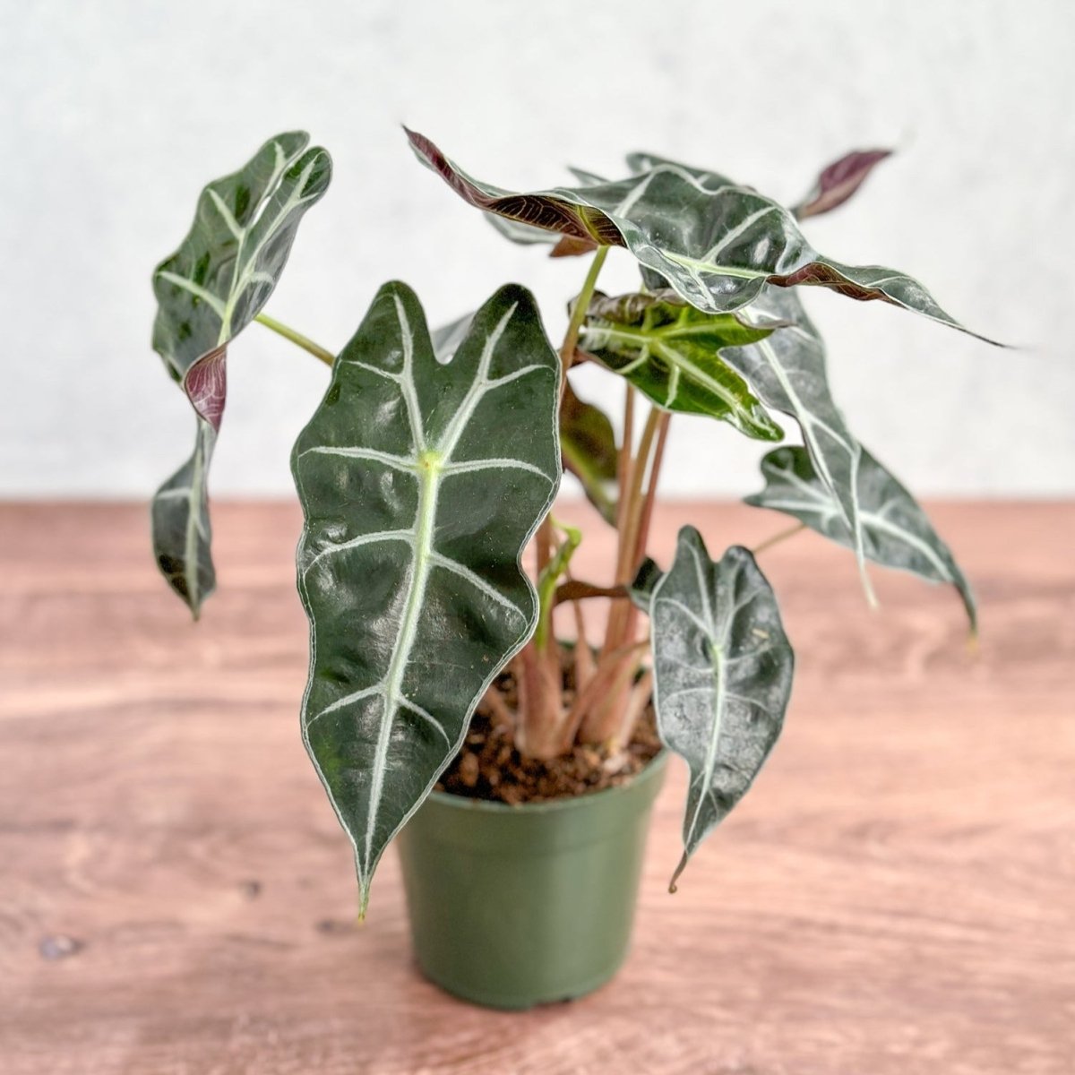 types of indoor alocasia plants Alocasia 'Polly'
