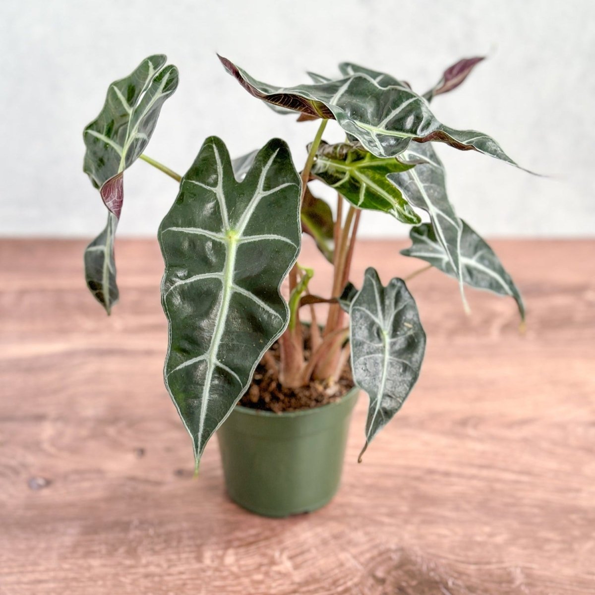 african house plant Alocasia Amazonica 'Polly' – African Mask Plant