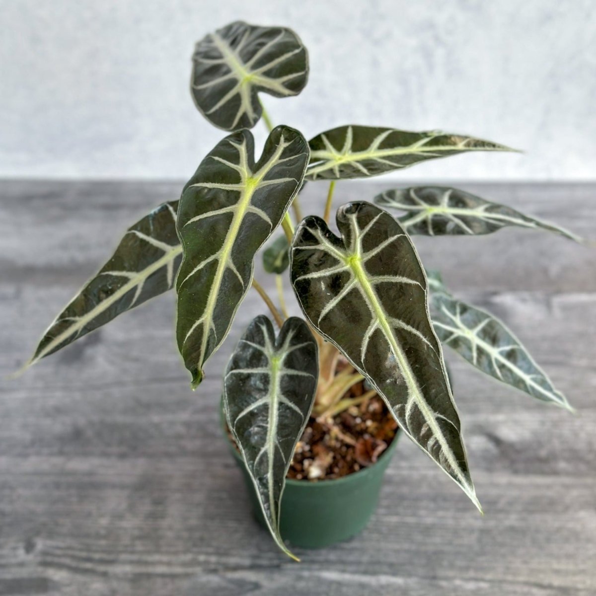 Alocasia Amazonica 'Bambino' - 4 Inch - Ed's Plant Shop