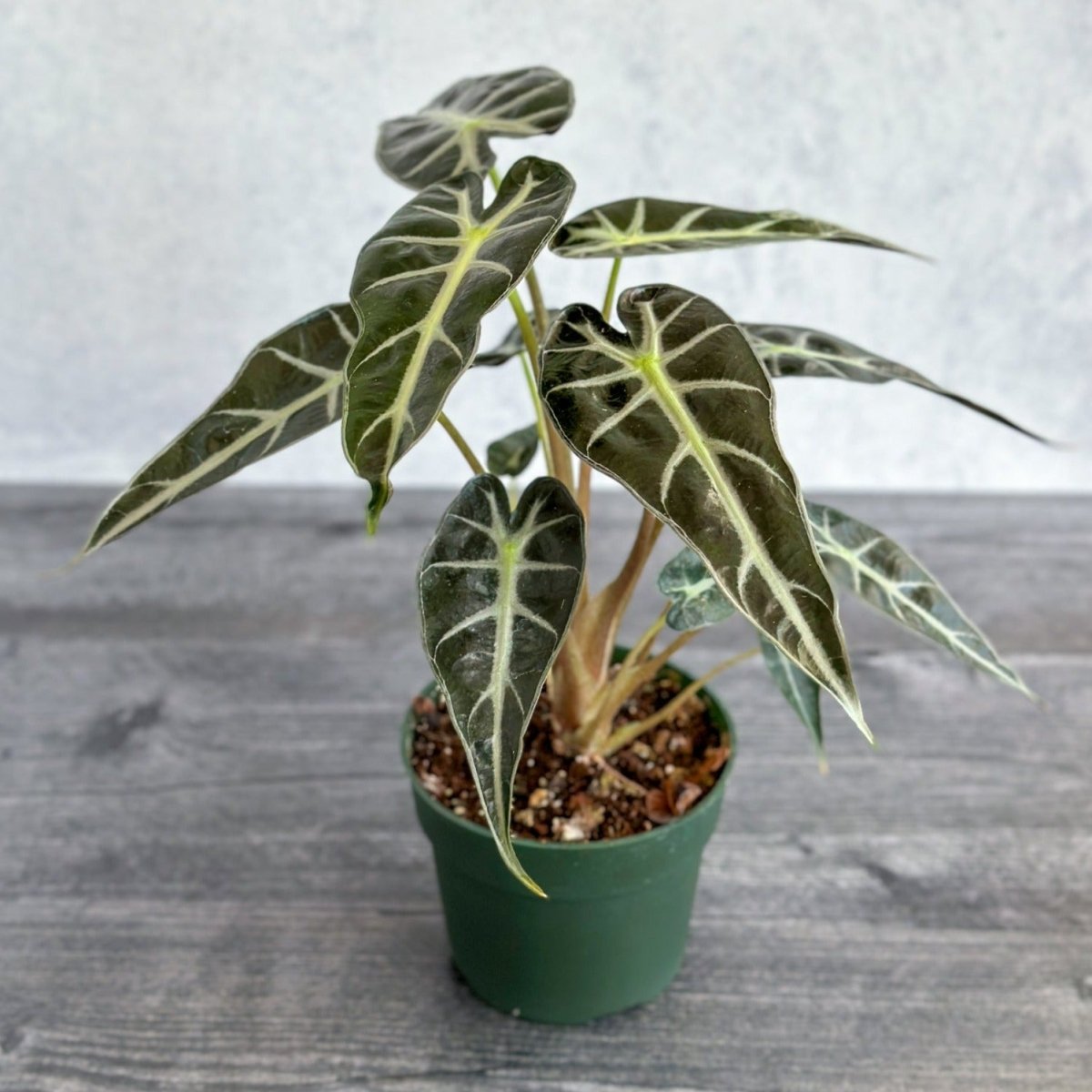 alocasia amazonica elephant ear plant Alocasia Amazonica 'Bambino'