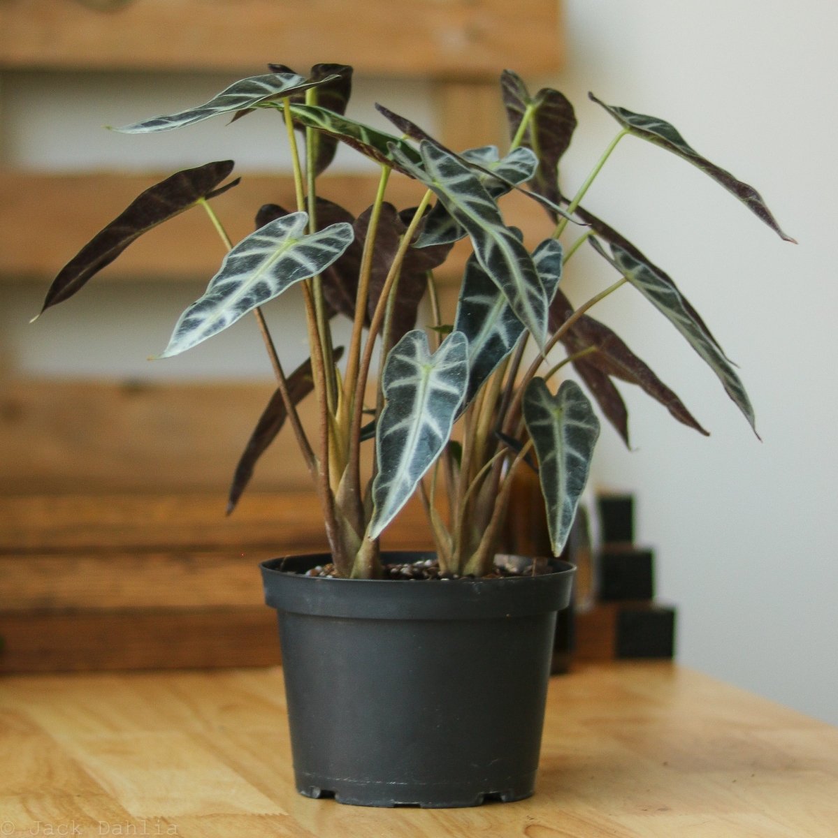 Alocasia Amazonica 'Bambino' - 4 Inch - Ed's Plant Shop