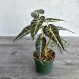 Alocasia Amazonica 'Bambino' - 4 Inch - Ed's Plant Shop