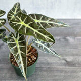 Alocasia Amazonica 'Bambino' - 4 Inch - Ed's Plant Shop