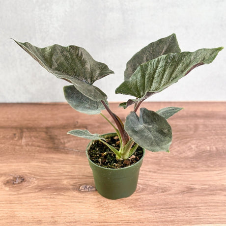 Alocasia 'Antoro Velvet' - Antoro Velvet Alocasia - 4.5 Inch - Ed's Plant Shop