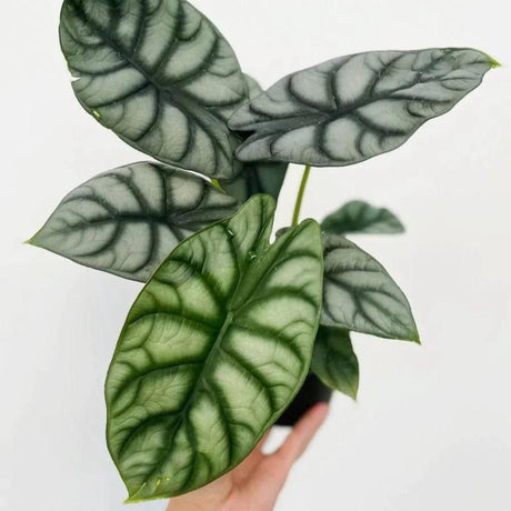 Alocasia baginda 'Dragon's Scale' - Dragon's Scale Alocasia 4.5 Inch - Ed's Plant Shop