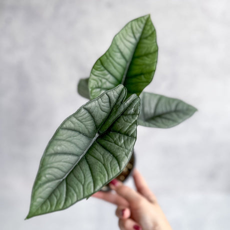 Alocasia bisma 'Platinum' - Platinum Alocasia - 4.5 Inch - Ed's Plant Shop