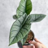 Alocasia bisma 'Platinum' - Platinum Alocasia - 4.5 Inch - Ed's Plant Shop