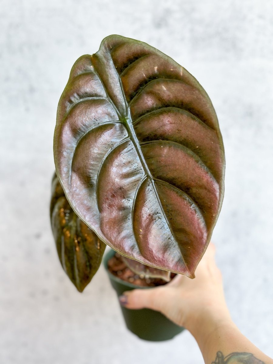 Alocasia cuprea 'Red Secret' | Rare Metallic Foliage Plant – Ed's