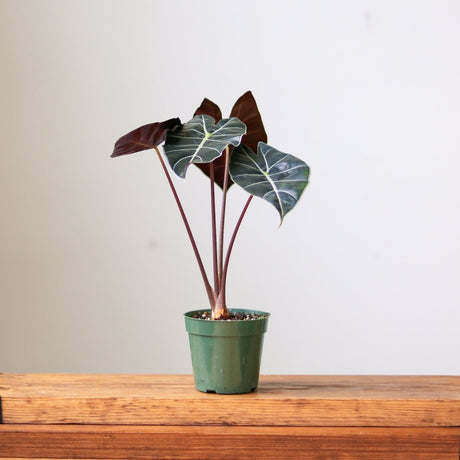 Alocasia ‘Dragon’s Tooth’ - 4 Inch - Ed's Plant Shop