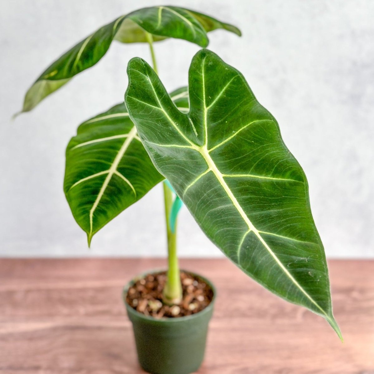 velvet elephant ear plant Alocasia 'Frydek' - Frydek Elephant Ear