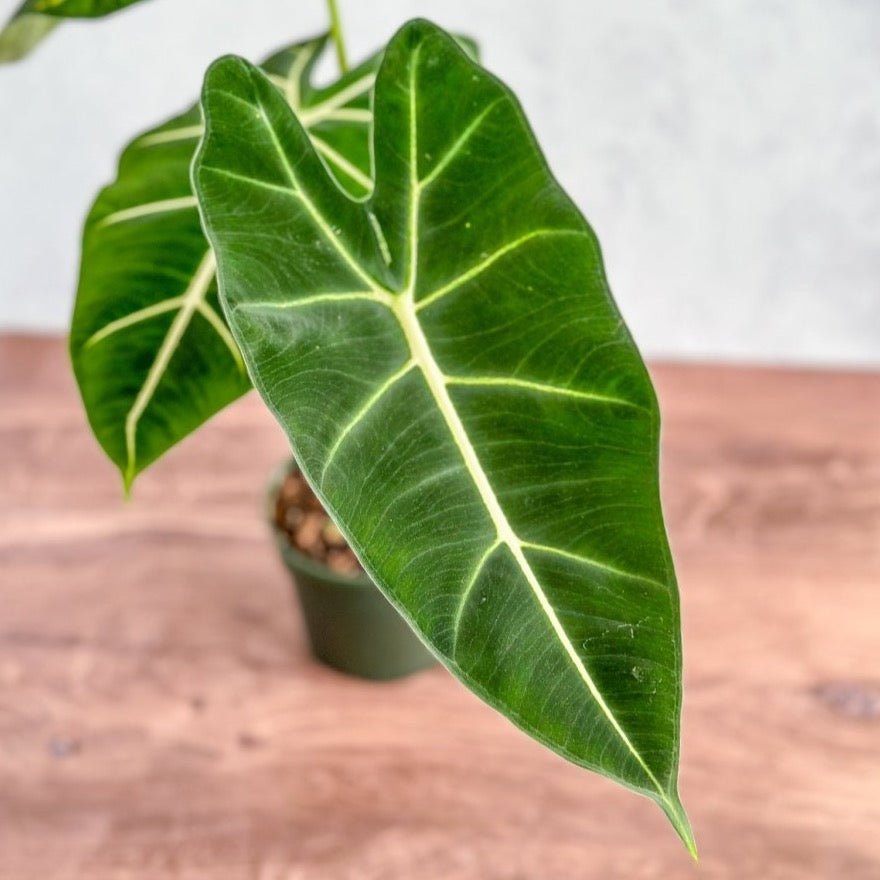 Alocasia 'Frydek' - Frydek Elephant Ear - 4 Inch - Ed's Plant Shop