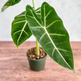 Alocasia 'Frydek' - Frydek Elephant Ear - 4 Inch - Ed's Plant Shop