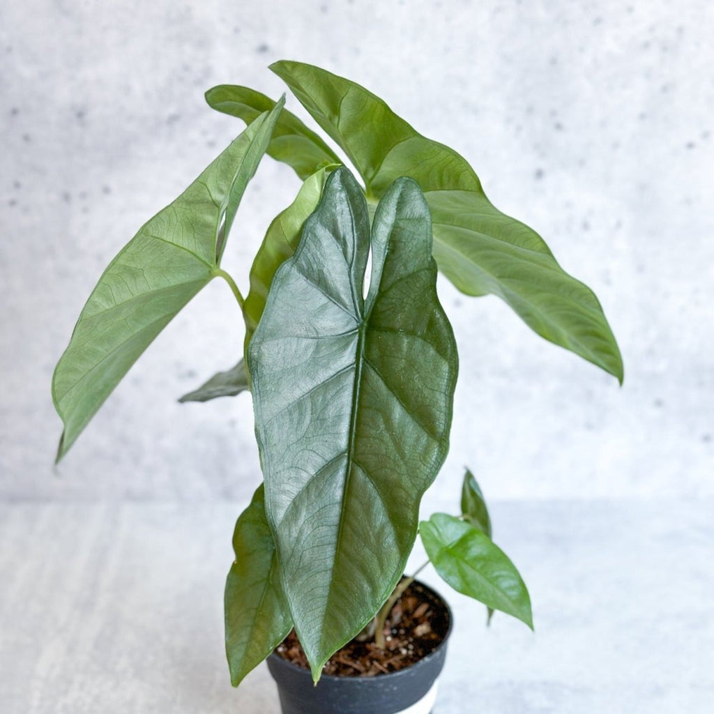Alocasia heterophylla 'Corazon' - Corazon Alocasia - Ed's Plant Shop
