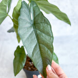 Alocasia heterophylla 'Corazon' - Corazon Alocasia - 4.5 Inch - Ed's Plant Shop