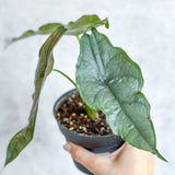 Alocasia heterophylla 'Dragon's Breath' - Dragon's Breath Alocasia - Ed's Plant Shop