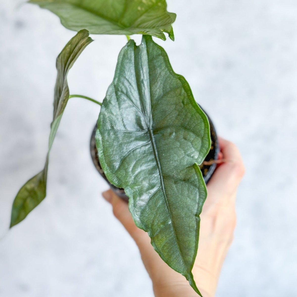 Alocasia heterophylla 'Dragon's Breath' - Dragon's Breath Alocasia - Ed's Plant Shop